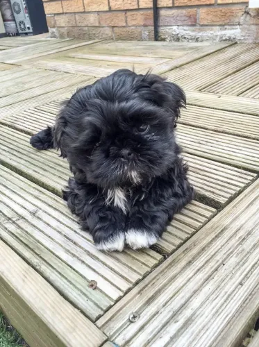 Linda Shih tzu diferenciada vacinada