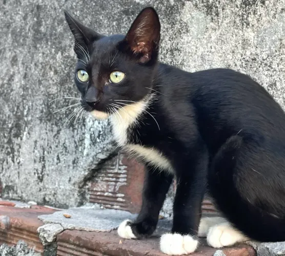 Gato Filhote para Adoção 