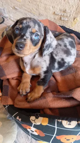 Filhote de dachshund 2 meses