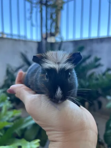 Porquinho da índia 