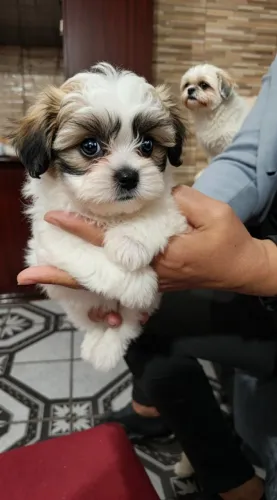 Lindos Filhotes Ilhasa Apso. 