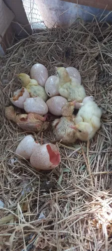 Ovos Galados