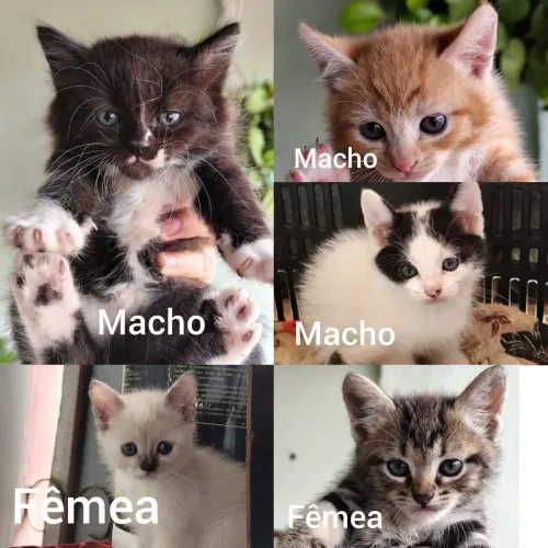 Doação de gatos fofos