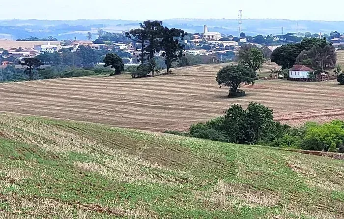 SOJA - 8 anos - Área Rural 72.50 alqueires