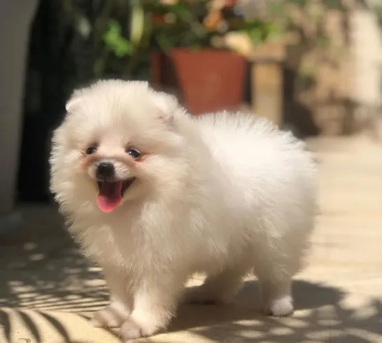 Filhote Spitz Alemão Anão - 50 dias