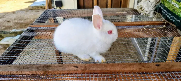 Coelho Anão - Netherland Dwarf