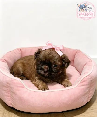 Filhote fêmea Shihtzu de linhagem Chocolate 
