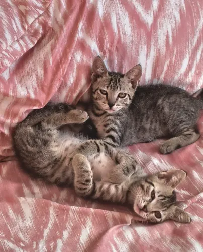 Adoção responsável de filhotes de gatos