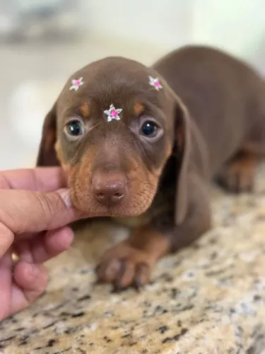Dachshund /teckel/ salchicha