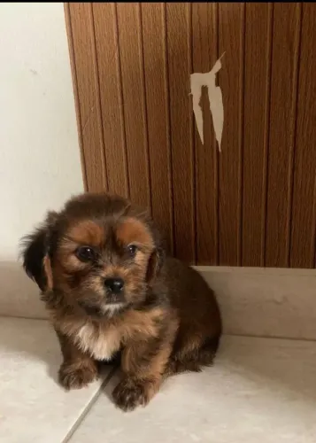 Vende-se filhote de lhasa apso 