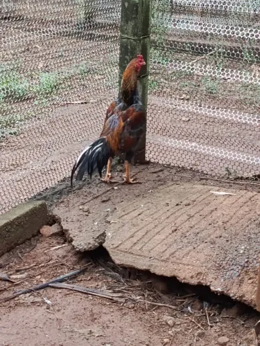 Galo índio 