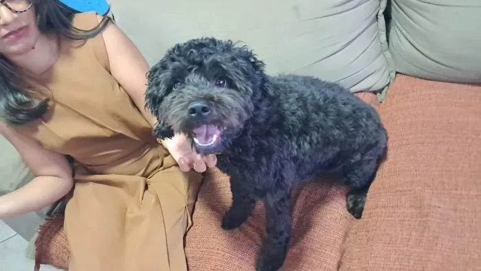 Cachorro pra doação 