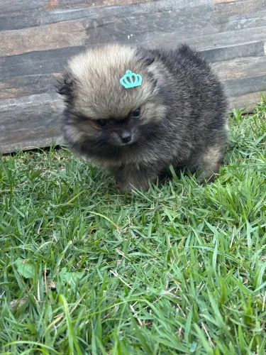 Lulu da Pomerania 