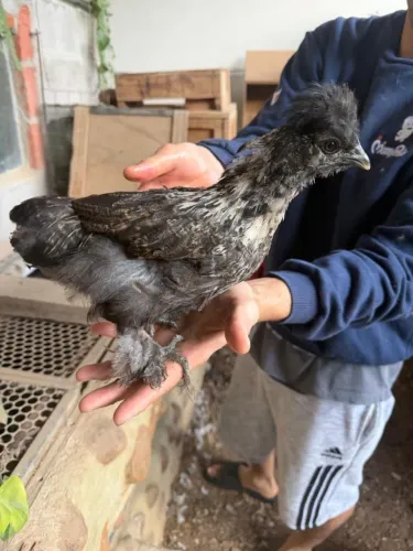 Galinha mestiça de sedosa do Japão