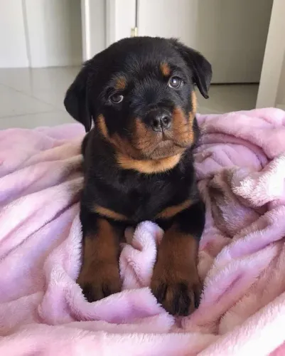 Filhote Rottweiler show