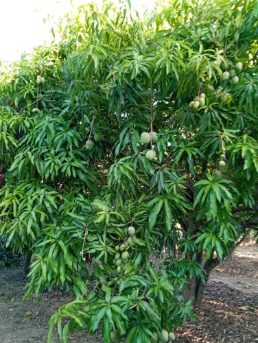 Chácara 3.000 M²....Saída Pirapora!!!!Muita Fruta Produzindo!!!