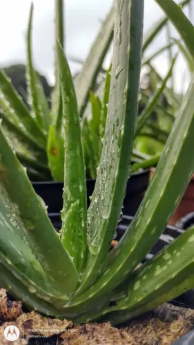 ALOE VERA MUDAS EM VASOS 