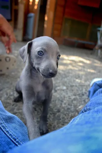 Galgo Italiano - Promoção Imperdível 