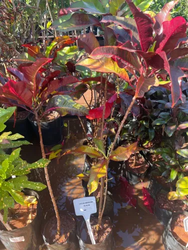 Croton Americano !