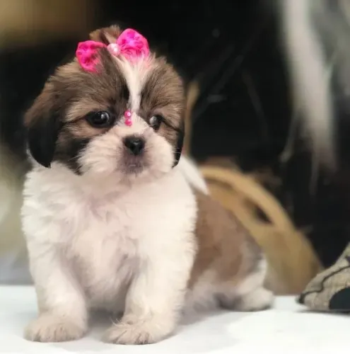 Lhasa Apso Micro Dourado e Branco Fêmea - Pequena, Charmosa e Extremamente Fofa! 