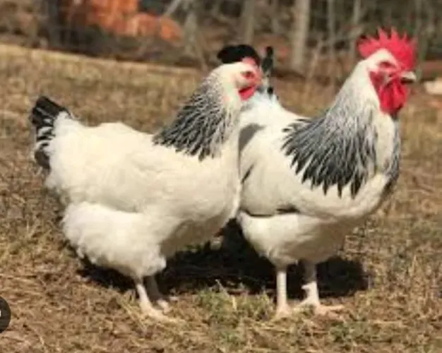 Galinha sussex light