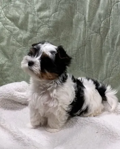 Filhotes exclusivos de Biewer Terrier com garantia e suporte