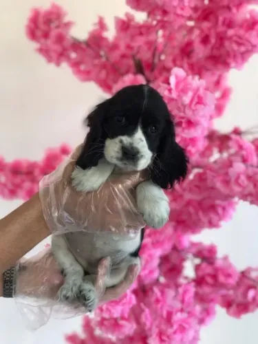 Cocker Spaniel ingles Temos loja fisica