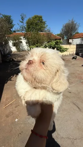 Shih Tzu Macho Disponível Para Entrega, Vacinado , Vermífumigados e Está Inclusa A Entrega