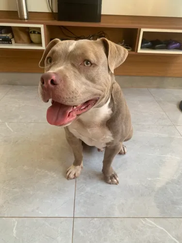 American bully