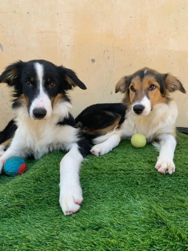 Border collie femeas