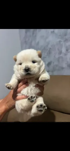 Filhote de chow chow