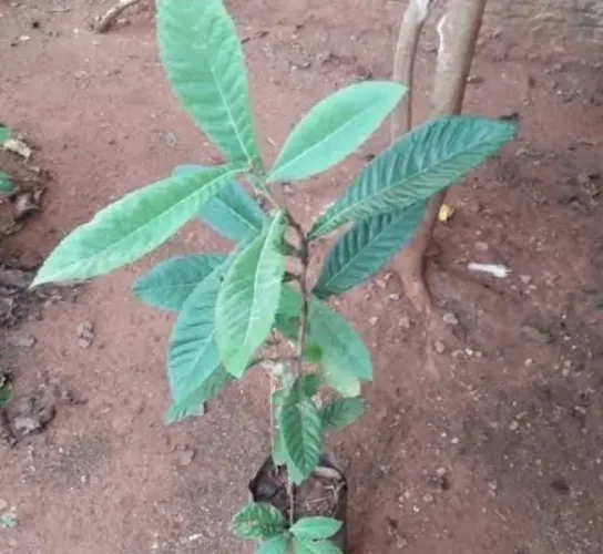 MUDA DE AMEIXA AMARELA