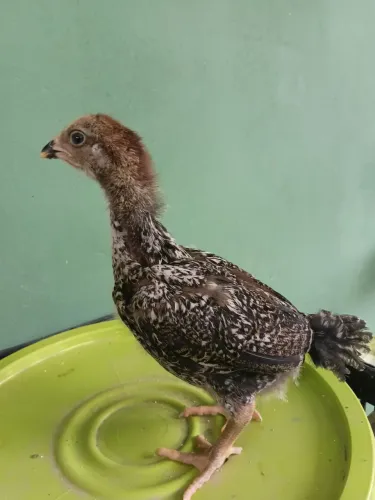 Vendo 5 pintinhos mestiço de Gsb com caipira R$25,00 cada. So vendo os 5 juntos.
