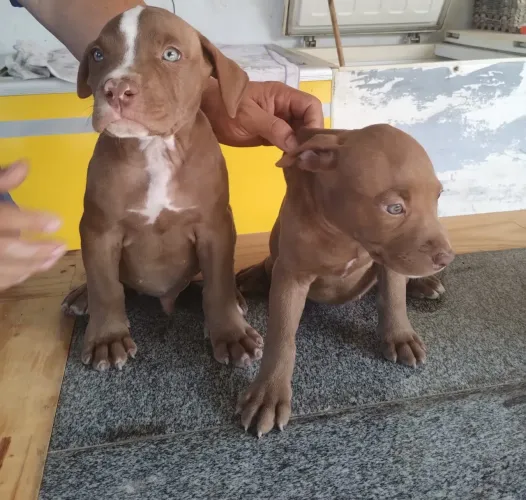 Vendo filhotes Pitbull monster