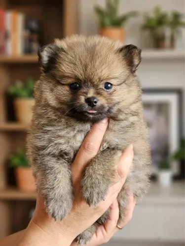 Lulu da Pomerânia com 45 dias fêmea disponível