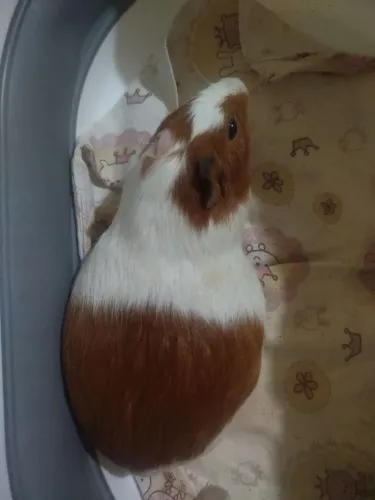 Porquinho da Índia 