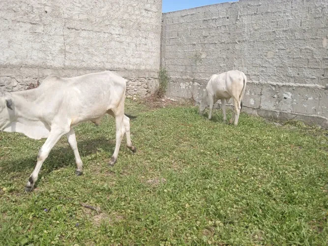 Bezeras e um bezeros nelore