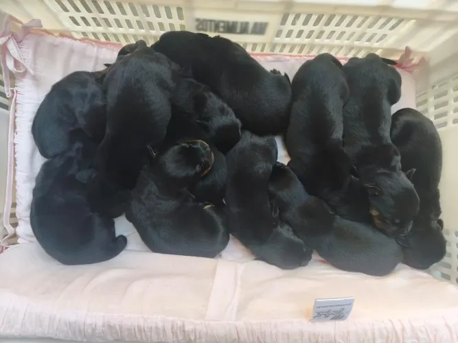 Filhote de cachorro