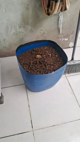 Tenebrio para seus pássaros