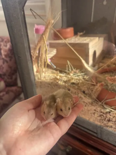 Hamster