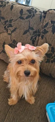 Doação de cachorro Yorkshire