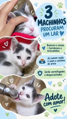 Gatinhos 1 mês para doação responsável