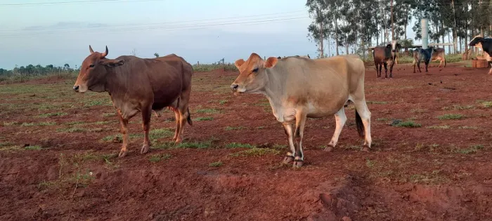 Vacas Jersey