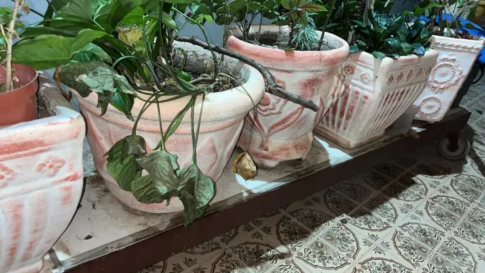 Vasos de plantas
