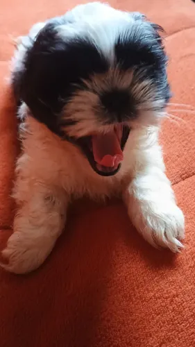 Shitzu machos e fêmea