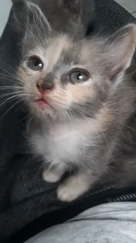 Gatinha para adoção em planaltina df