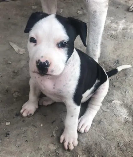 Pitbull  fêmea 500,00