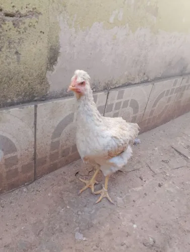 Franga gsb