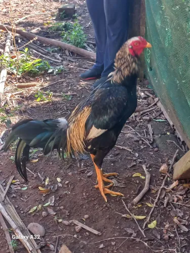 Galo caipira gigante 