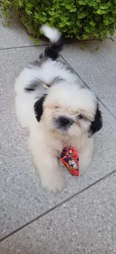 Shihtzu macho